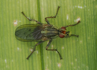 Scathophaga-stercoraria